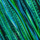 Fine Feathers Peacock thumbnail