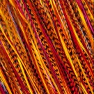 Fine Feathers Autumn  thumbnail