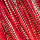 Fine Feathers Poppy Red thumbnail