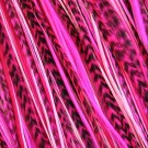 Fine Feathers Pretty in Pink thumbnail