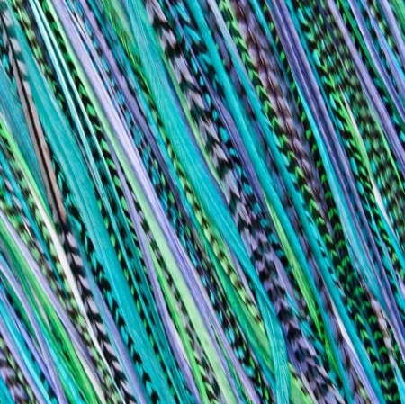 Fine Feathers Venus