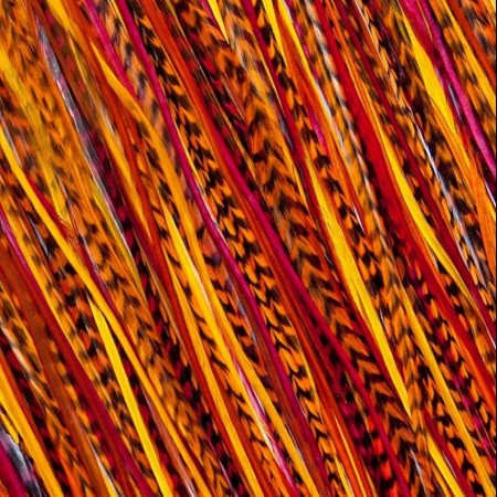 Fine Feathers Autumn 
